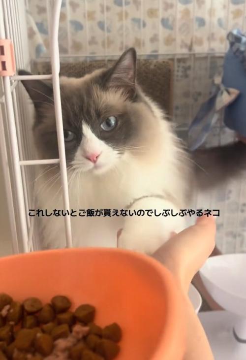 お手をするぷあちゃん