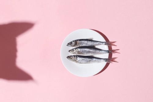 猫の影と銀色の魚