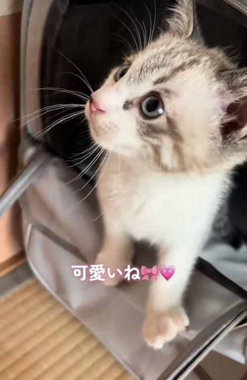 猫用キャリーから出てくる子猫