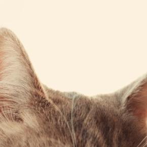 猫の『耳がいつもより熱い』ときに考えられる原因3選　元気なときの状態を覚えておこう