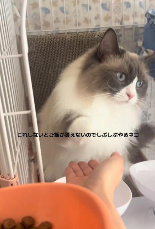 おかわりするぷあちゃん