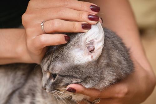 なでられる猫
