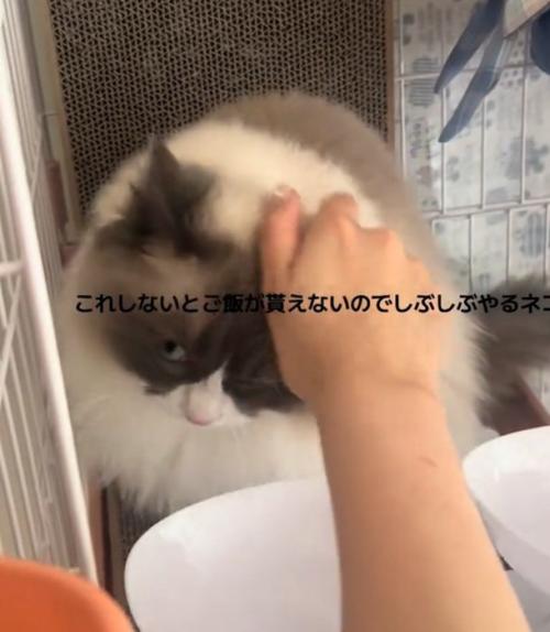 撫でられるぷあちゃん