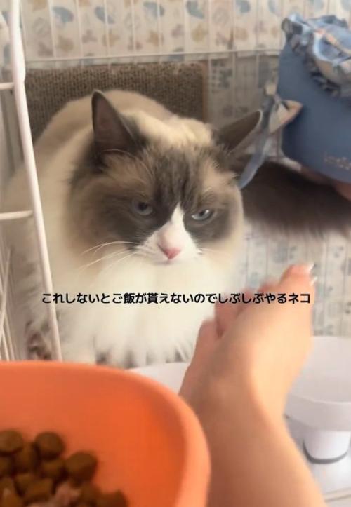 手を見るぷあちゃん