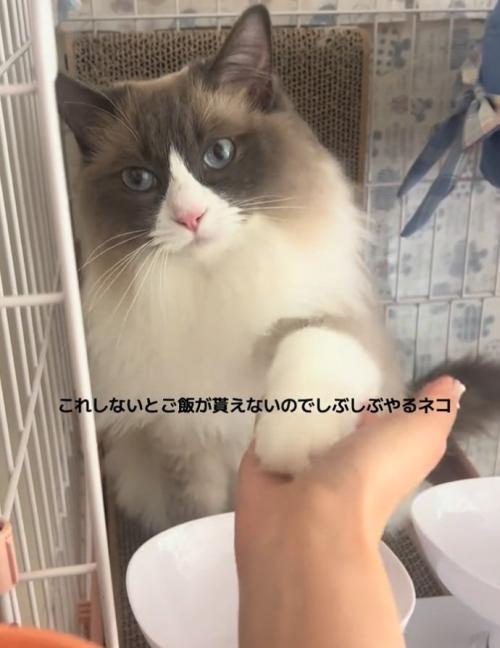 再度お手をするぷあちゃん