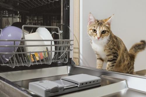 食洗器のそばに立つ猫