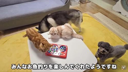 集まる4匹
