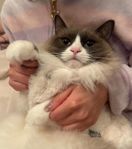 抱っこされるぷあちゃん