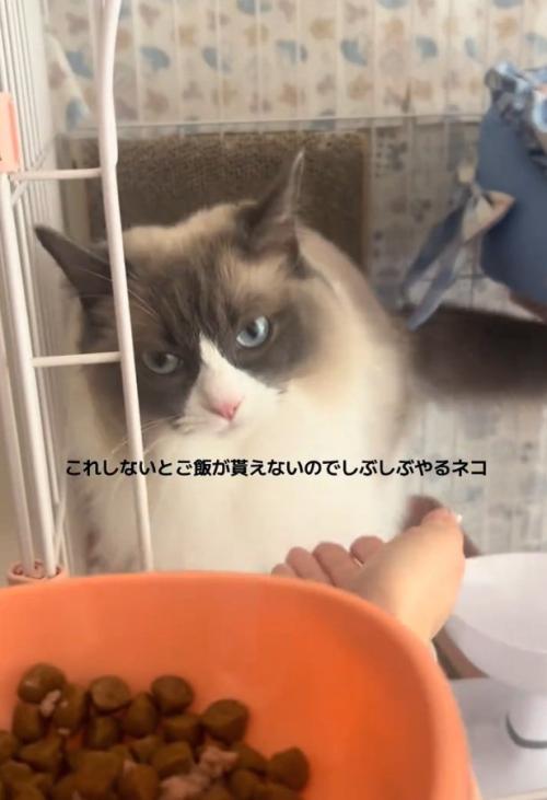 手を出そうとするぷあちゃん