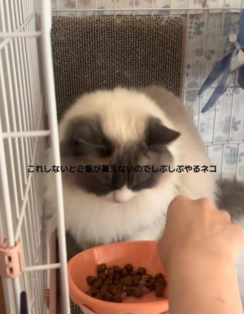 ご飯をもらうぷあちゃん