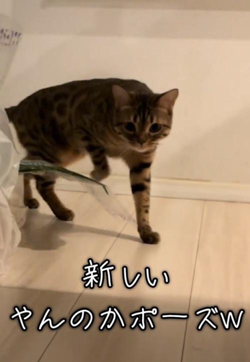 カメラに寄ってくるとらきちちゃん