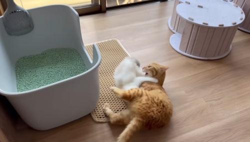 取っ組み合い