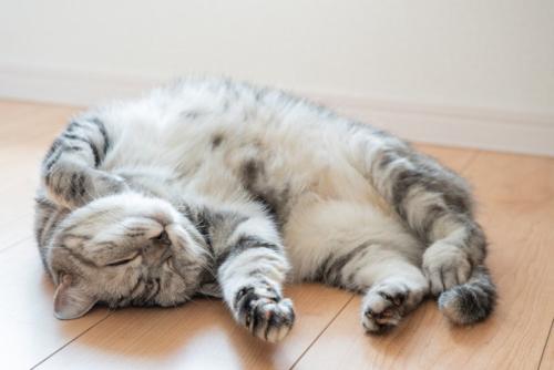 へそ天の猫