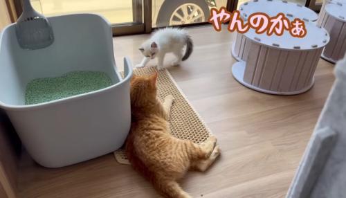 やんのかぁ