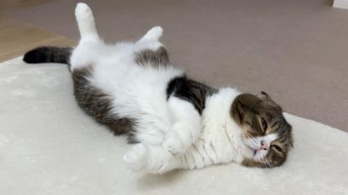 半目の猫