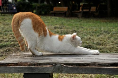 伸びをする猫