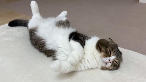 寝てる猫