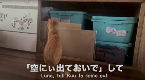 押入れの奥を見上げる猫
