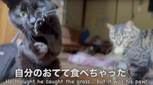 手を噛む黒猫