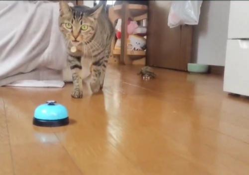 猫と亀