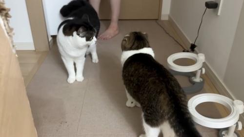 動く猫