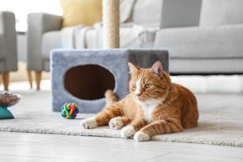 おもちゃを無視する猫