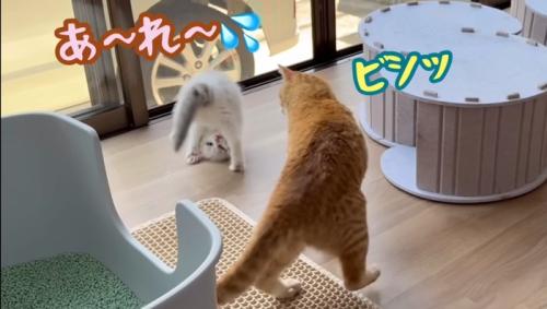 あ〜れ〜
