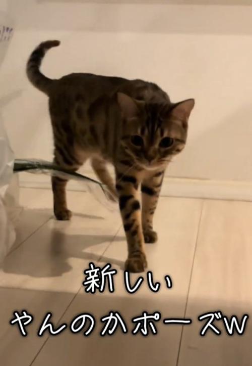 歩くとらきちちゃん