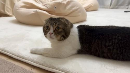 起きる猫