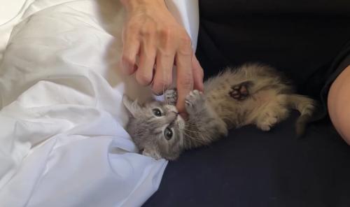 ひっくり返って飼い主の指をかじっている子猫