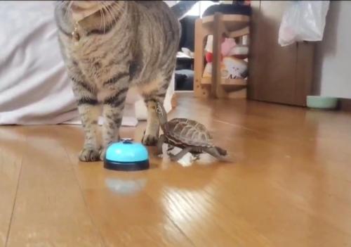 猫と亀