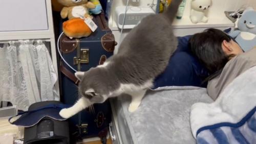 手を伸ばす猫