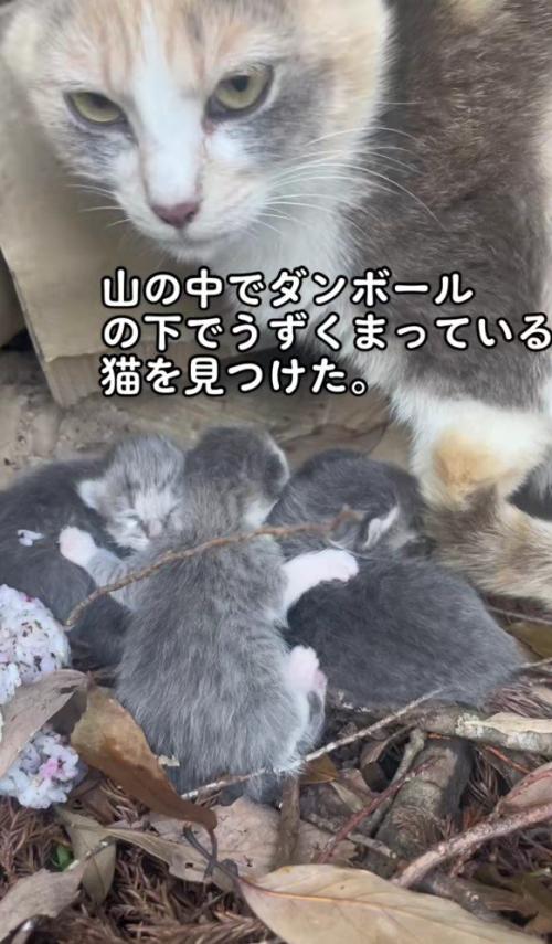 母猫と子猫