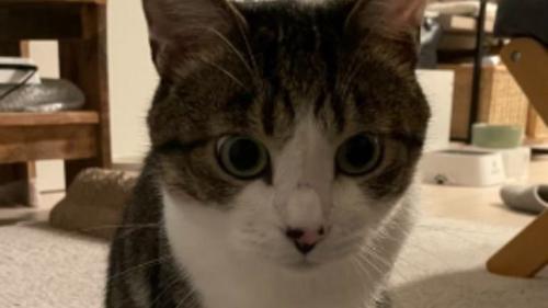 室内にいる猫