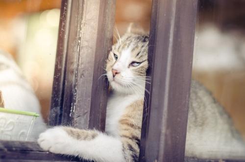 脱走を企てる猫