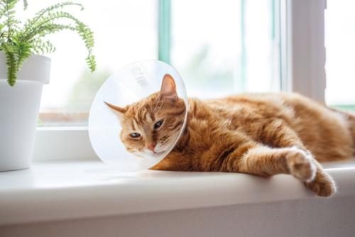 お腹の手術を受け、休む猫