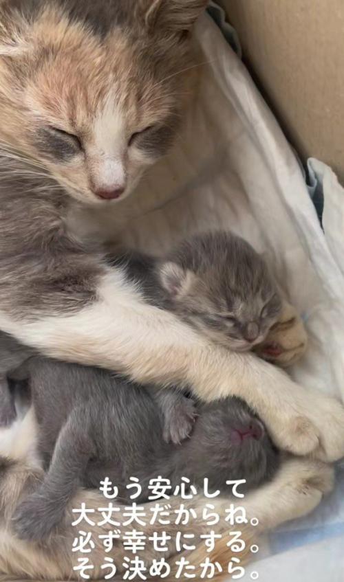 母猫と子猫