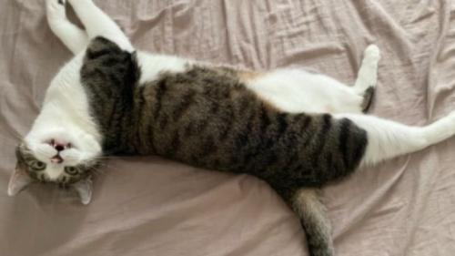 寝ている猫