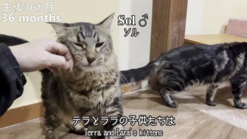 「テラとララの子供たちは」のテロップ写真2