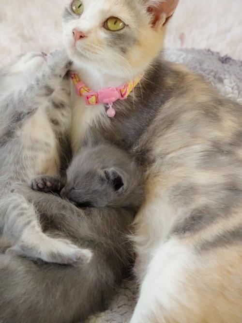 保護された母猫と子猫