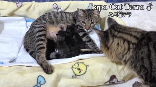 「パパ猫テラ」のテロップ写真