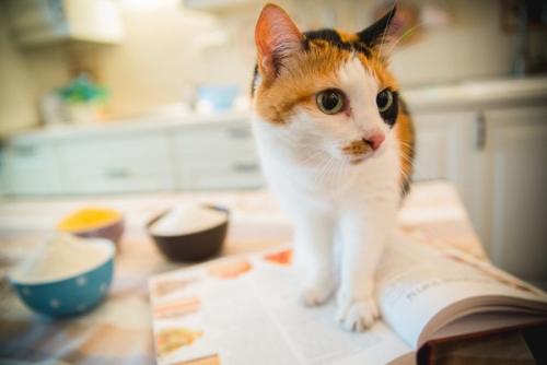 キッチンに乗る猫
