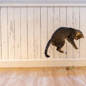 『好奇心が強い猫』がついついやっちゃう3つの行動 このタイプの猫を飼う上での注意点も