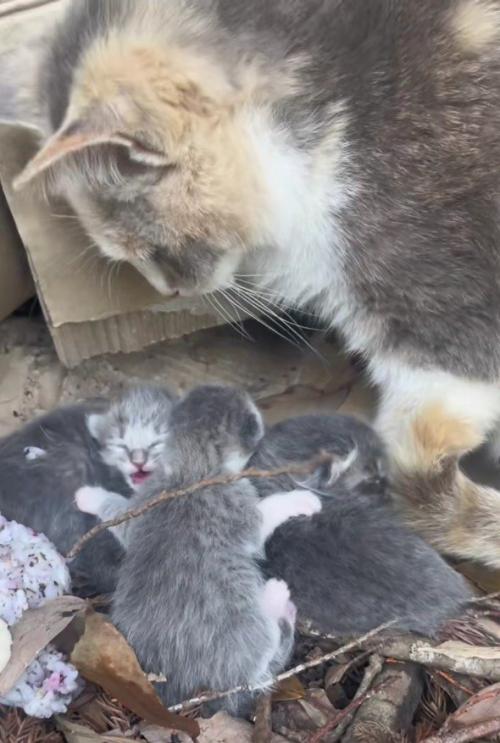 母猫と子猫