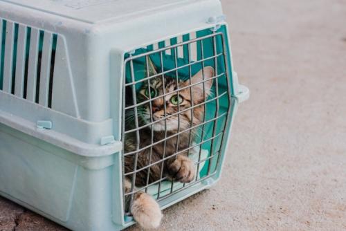 キャリーに入った猫