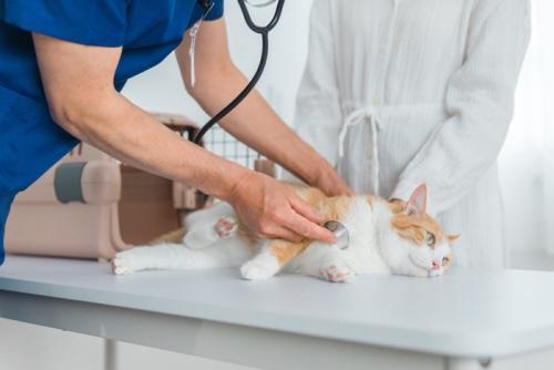 動物病院で診察を受ける猫