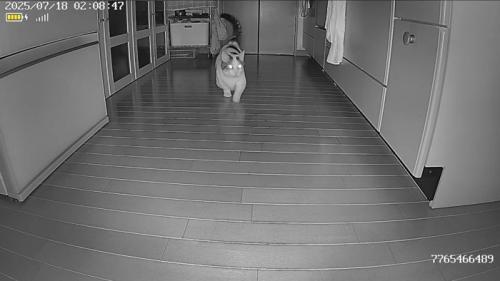 去っていく猫