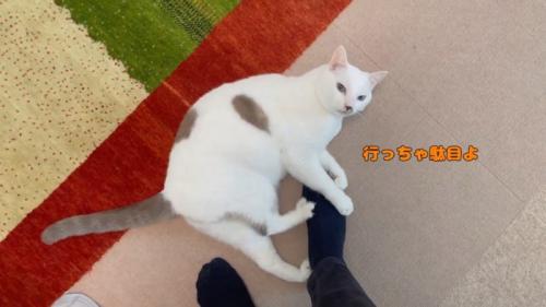 目で気持ちを伝えてくる弟猫