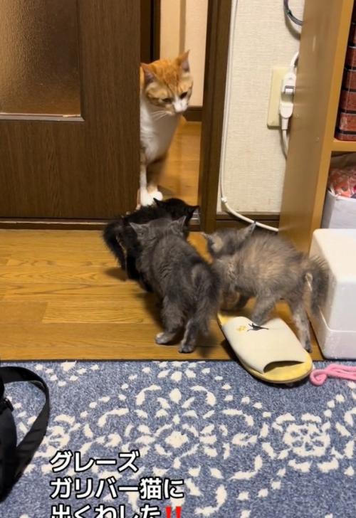 様子を伺うきなこくん