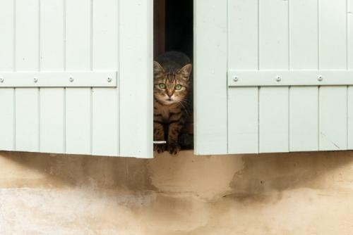 フランスの猫
